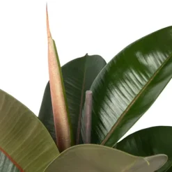 Gummitræ - Ficus Elastica 'Robusta' - Højde 75-100cm - ⌀24cm