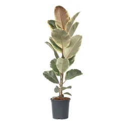 Gummitræ - Ficus Elastica 'Tineke' - Højde 75-100cm - ⌀24cm