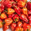Habanero rød chili peber 0,15 g PlantiCo frø