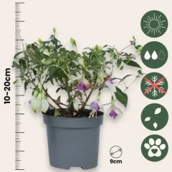 Havefuchsia - Sæt med 3 - Fuchsia magellanica - Højde 10-20cm - ⌀9cm