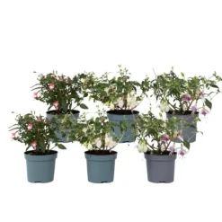 Havefuchsia - Sæt med 6 - Fuchsia magellanica - Højde 10-20cm - ⌀9cm