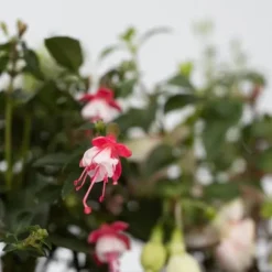 Havefuchsia - Sæt med 6 - Fuchsia magellanica - Højde 10-20cm - ⌀9cm