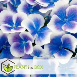 Havehortensia - Sæt 3 - Hydrangea macrophylla 'Bavaria' - Højde 25-40cm - ⌀9cm