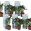 Havehortensia - Sæt 6 - Hydrangea macrophylla 'Bavaria' - Højde 25-40cm - ⌀9cm
