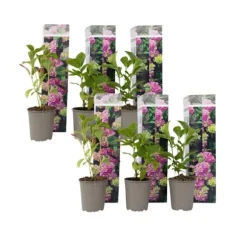 Havehortensia - Sæt med 6 - Hydrangea 'Early Pink' - Højde 25-40cm - ⌀9cm