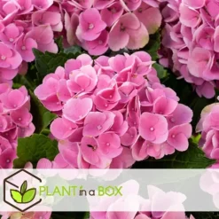 Havehortensia - Sæt med 6 - Hydrangea 'Early Pink' - Højde 25-40cm - ⌀9cm
