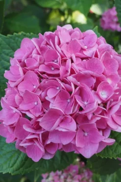 Havehortensia - Sæt med 6 - Hydrangea 'Early Pink' - Højde 25-40cm - ⌀9cm