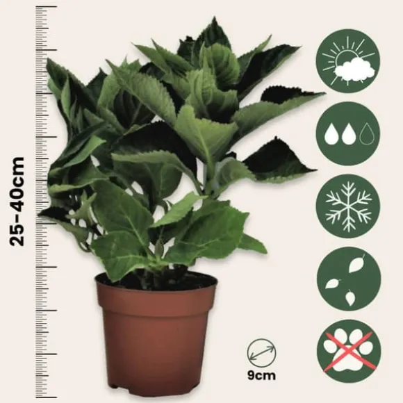 Havehortensia - Sæt med 3 - Hydrangea 'Early Blue' - Højde 25-40cm - ⌀9cm