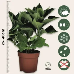 Havehortensia - Sæt med 6 - Hydrangea 'Early Blue' - Højde 25-40cm - ⌀9cm