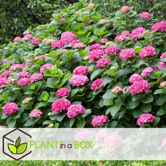 Havehortensia - Sæt med 3 - Hydrangea macrophylla - Højde 25-40cm - ⌀9cm
