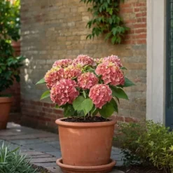 Havehortensia - Sæt med 3 - Hydrangea 'Early Pink' - Højde 25-40cm - ⌀9cm