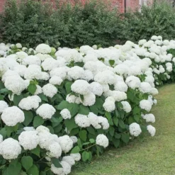 Havehortensia - Sæt med 6 - Hydrangea macrophylla 'Wudu' - Højde 25-40cm - ⌀9cm