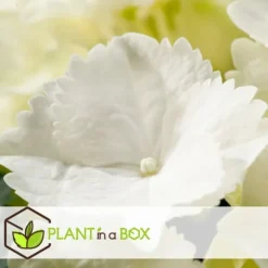 Havehortensia - Sæt med 6 - Hydrangea macrophylla 'Wudu' - Højde 25-40cm - ⌀9cm