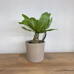 Hawaiipalme - Brighamia insignis - Højde 25-35cm - Potte 12cm