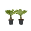 Hawaiipalme - Sæt med 2 - Brighamia 'Insignis' - Højde 25-35cm - ⌀12cm