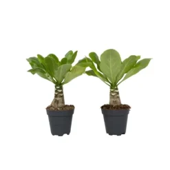 Hawaiipalme - Sæt med 2 - Brighamia 'Insignis' - Højde 25-35cm - ⌀12cm