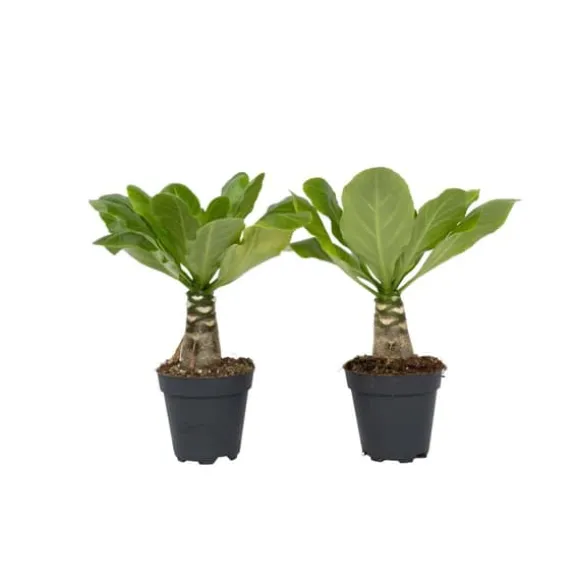 Hawaiipalme - Sæt med 2 - Brighamia 'Insignis' - Højde 25-35cm - ⌀12cm