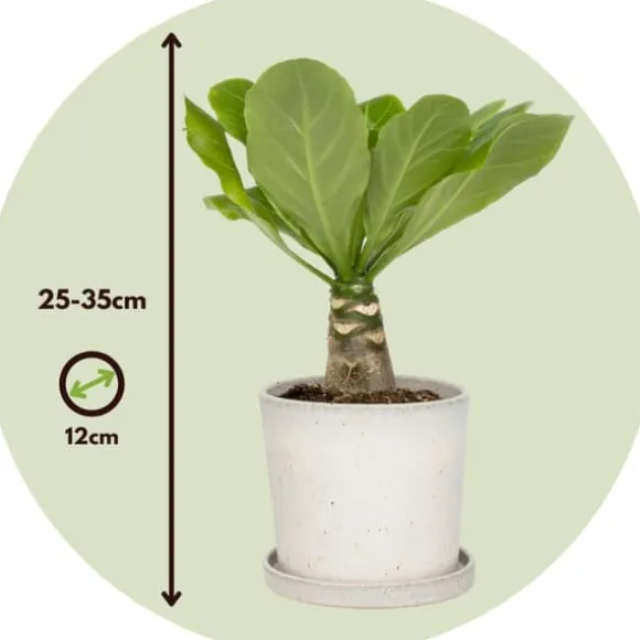 Hawaiipalme - Sæt med 2 - Brighamia 'Insignis' - Højde 25-35cm - ⌀12cm