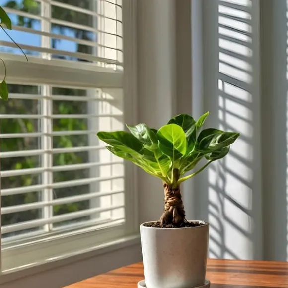 Hawaiipalme - Sæt med 2 - Brighamia 'Insignis' - Højde 25-35cm - ⌀12cm