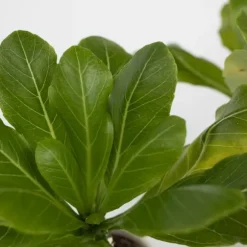 Hawaiipalme - Sæt med 2 - Brighamia 'Insignis' - Højde 25-35cm - ⌀12cm