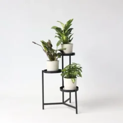 Hemmix - Sæt med 3 - Ctenanthe, Philodendron, Syngonium - Højde 25-40cm - ⌀12cm