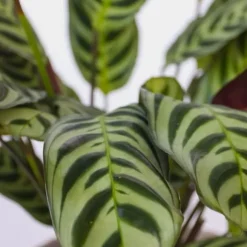 Hemmix - Sæt med 3 - Ctenanthe, Philodendron, Syngonium - Højde 25-40cm - ⌀12cm