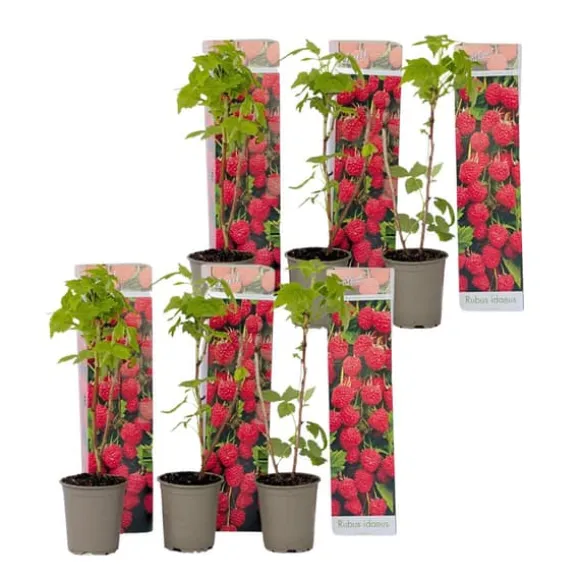 Hindbær plante - Sæt med 6 - Rubus ideaus 'Autumn Bliss' - Højde 25-40cm - ⌀9cm