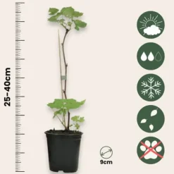 Hindbær plante - Sæt med 6 - Rubus ideaus 'Autumn Bliss' - Højde 25-40cm - ⌀9cm