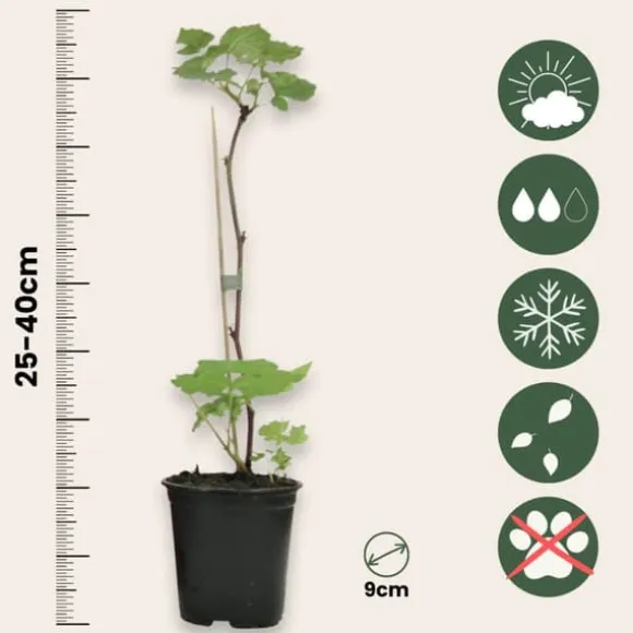 Hindbær plante - Sæt med 6 - Rubus ideaus 'Autumn Bliss' - Højde 25-40cm - ⌀9cm