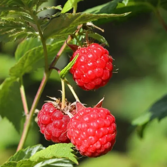Hindbær plante - Sæt med 6 - Rubus ideaus 'Autumn Bliss' - Højde 25-40cm - ⌀9cm