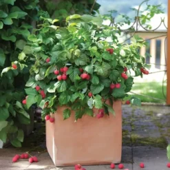 Hindbær plante - Sæt med 3 - Rubus ideaus 'Autumn Bliss' - Højde 25-40cm - ⌀9cm
