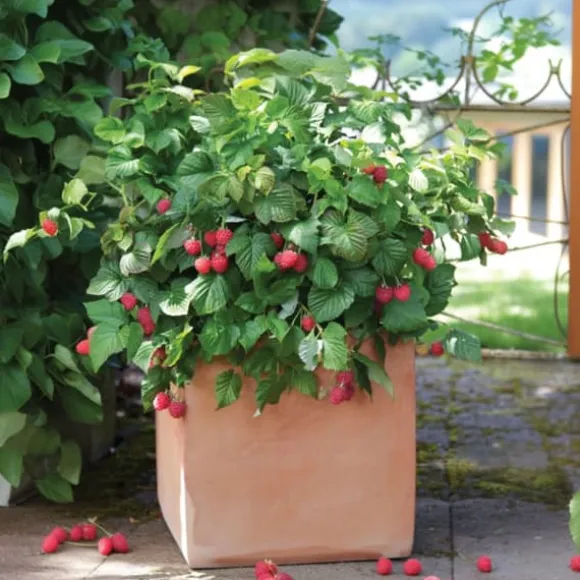 Hindbær plante - Sæt med 3 - Rubus ideaus 'Autumn Bliss' - Højde 25-40cm - ⌀9cm