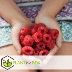 Hindbær plante - Sæt med 3 - Rubus ideaus 'Autumn Bliss' - Højde 25-40cm - ⌀9cm