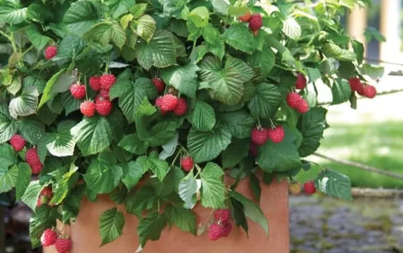 Hindbær plante - Sæt med 3 - Rubus ideaus 'Autumn Bliss' - Højde 25-40cm - ⌀9cm