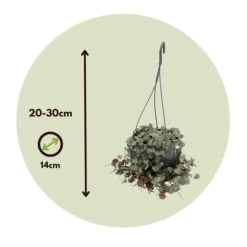 Hjerteranke - Ceropegia linearis Woodii - Højde 20-30cm - ⌀14cm