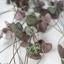 Hjerteranke - Ceropegia linearis Woodii - Højde 20-30cm - ⌀14cm