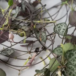Hjerteranke - Ceropegia linearis Woodii - Højde 20-30cm - ⌀14cm