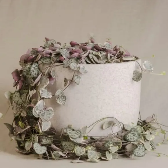 Hjerteranke - Sæt med 2 - Ceropegia linearis Woodii - Højde 20-30cm - ⌀14cm