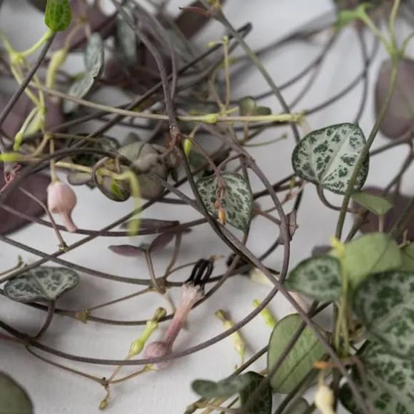 Hjerteranke - Sæt med 2 - Ceropegia linearis Woodii - Højde 20-30cm - ⌀14cm