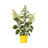 Hortensia - Hydrangea paniculata 'Candlelight' - Højde 25-40cm - ⌀19cm