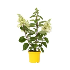 Hortensia - Hydrangea paniculata 'Candlelight' - Højde 25-40cm - ⌀19cm