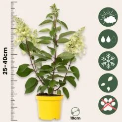 Hortensia - Hydrangea paniculata 'Candlelight' - Højde 25-40cm - ⌀19cm