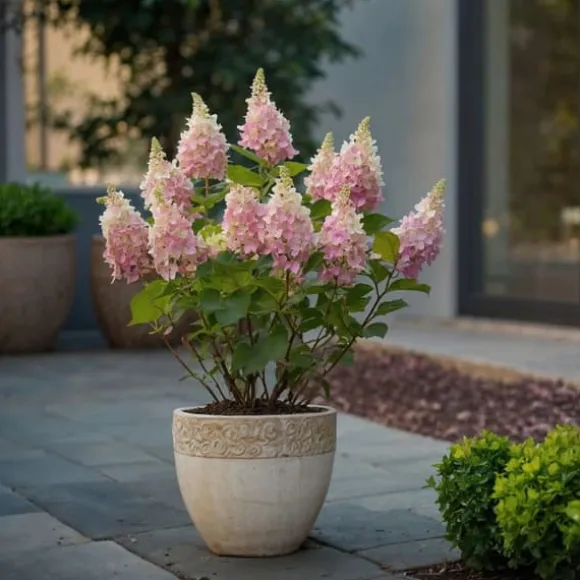 Hortensia - Hydrangea paniculata 'Pinky Winky' - Højde 25-40cm - ⌀19cm