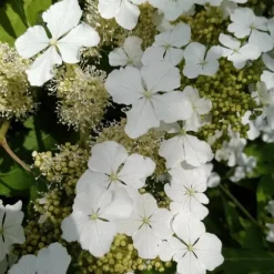 Hortensia - Hydrangea paniculata 'Ice Crystal' - Højde 25-40cm - ⌀19cm