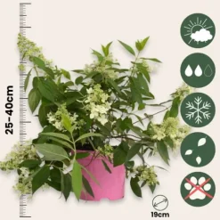 Hortensia - Hydrangea paniculata 'Confetti' - Højde 25-40cm - ⌀19cm
