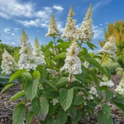 Hortensia - Hydrangea paniculata 'Confetti' - Højde 25-40cm - ⌀19cm