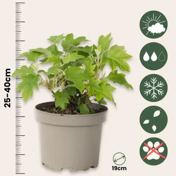 Hortensia - Hydrangea paniculata 'Toy Soldier' - Højde 25-40cm - ⌀19cm