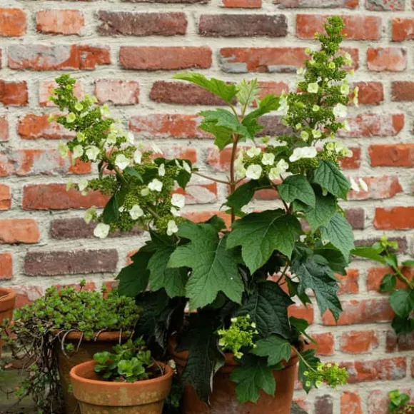 Hortensia - Hydrangea paniculata 'Toy Soldier' - Højde 25-40cm - ⌀19cm
