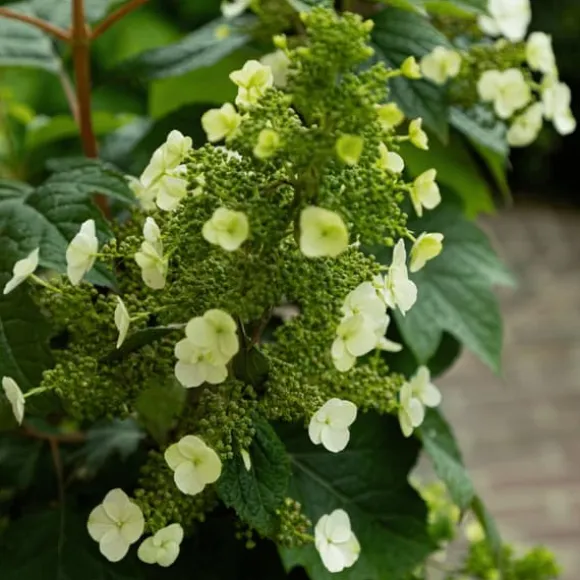 Hortensia - Hydrangea paniculata 'Toy Soldier' - Højde 25-40cm - ⌀19cm