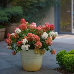 Hortensia - Hydrangea paniculata 'Wim's Red' - Højde 25-40cm - ⌀19cm